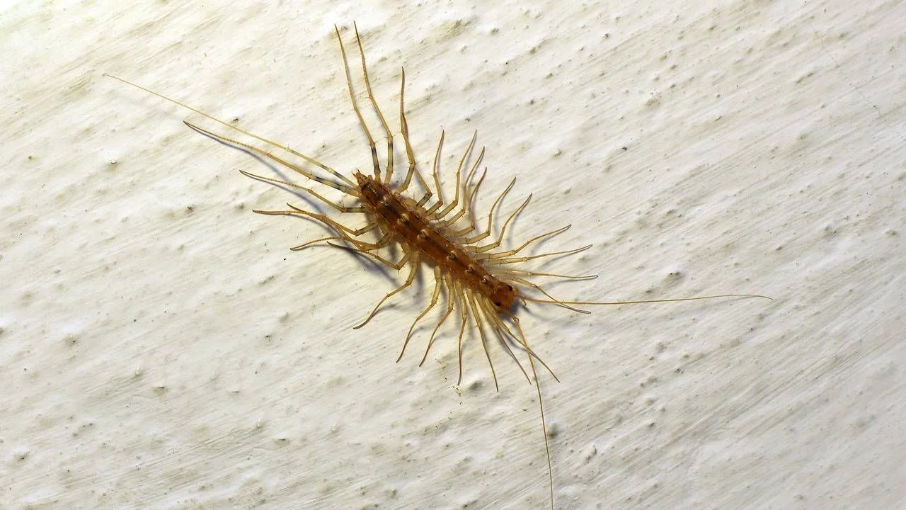 Ev Çıyanı (Scutigera coleoptrata)